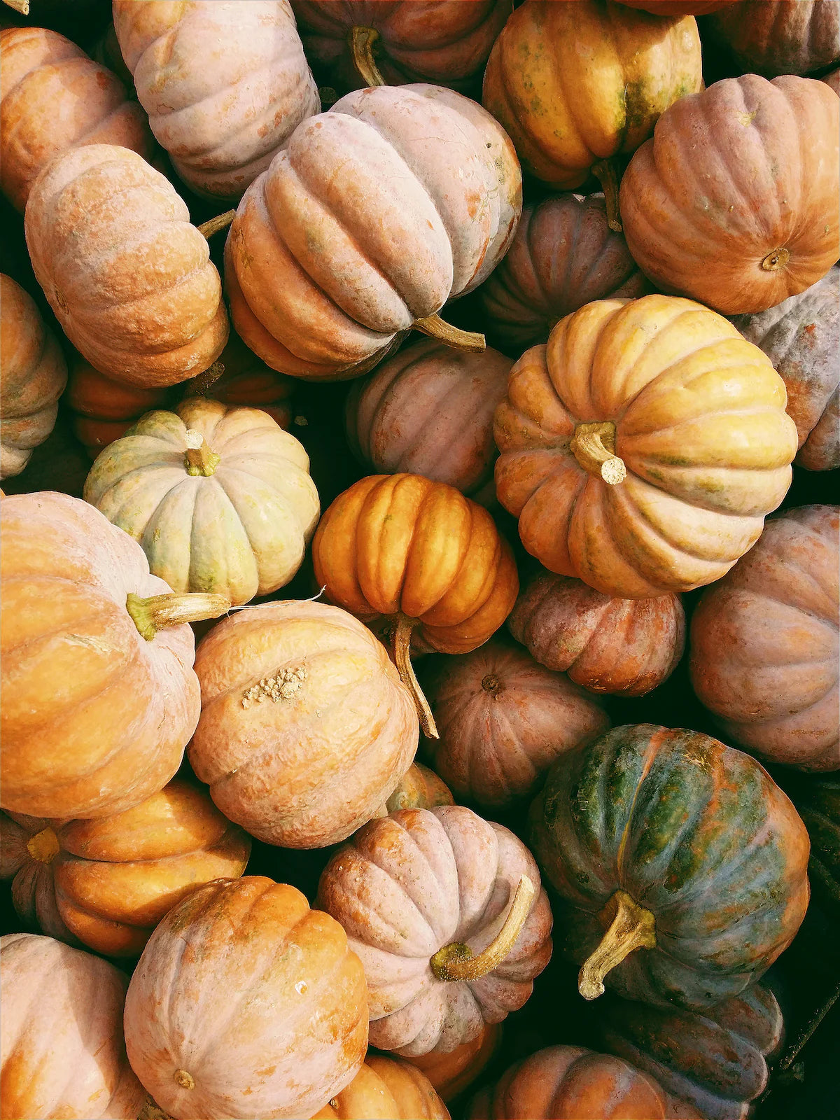 Fall Seasonal